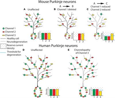 Vulnerability of Human Cerebellar Neurons to Degeneration in Ataxia-Causing Channelopathies